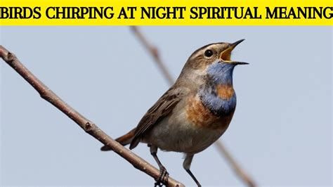Male birds vocalize at night to attract a partner. . Birds chirping at night bad omen